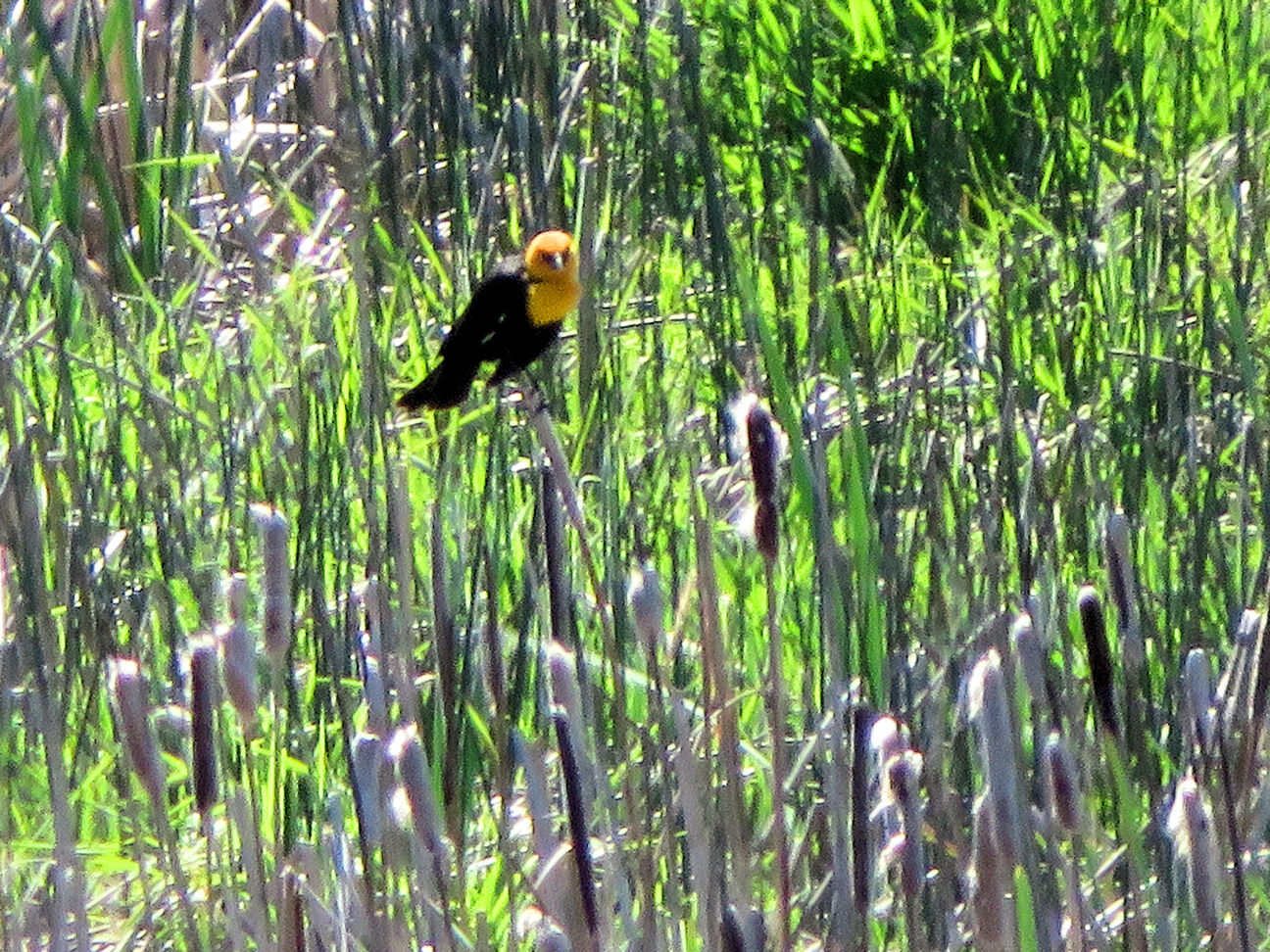 Yellow-head Blackbird
